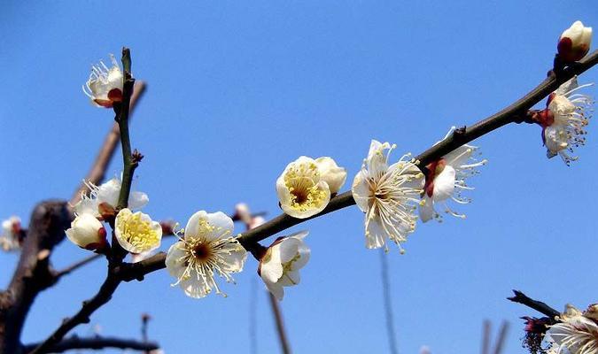 梅花的寓意与花语（探究梅花的象征意义与传达的情感）