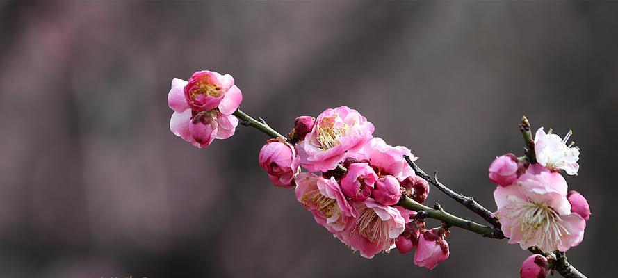 冬日梅花的坚强与美丽（寒冬中的希望与韧性）