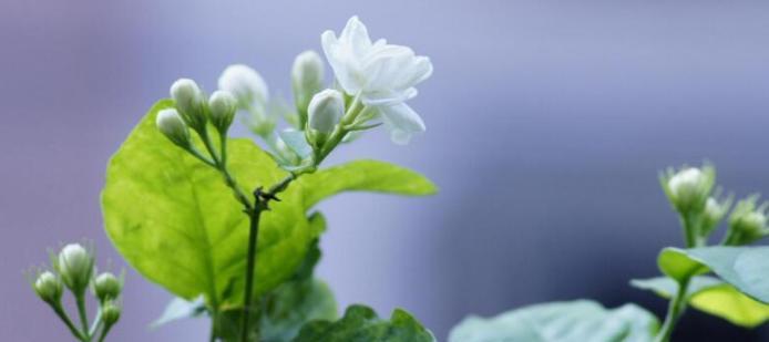 茉莉花的花语与寓意（茉莉花）