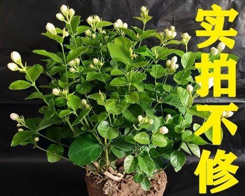 茉莉的寓意——温婉与纯真（花香弥漫时）