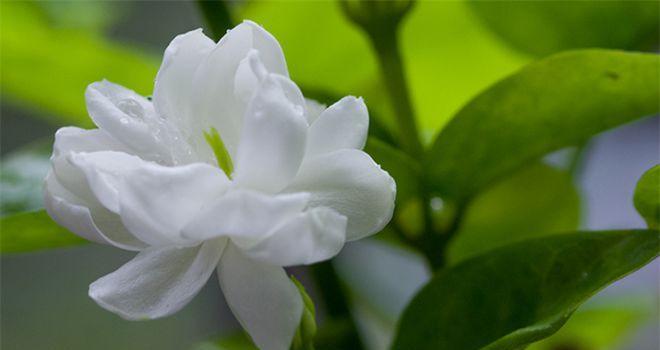 茉莉花的花语（茉莉花的意义及传承于世的美丽）