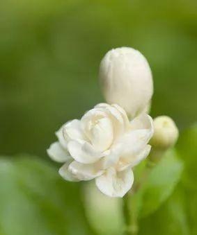 茉莉花花语的深意（探寻茉莉花所传递的信息）