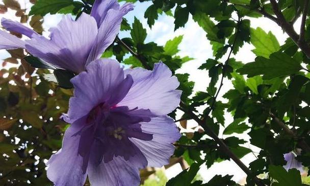 木槿花花语（探索木槿花的花语）