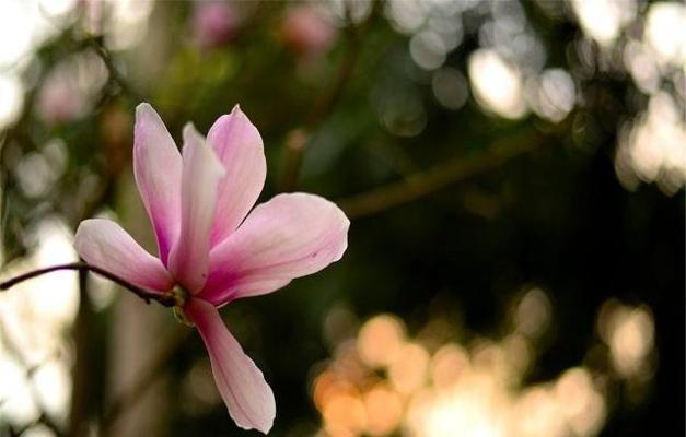 木兰花的花语和药用价值（探寻木兰花的深层含义与医疗奇迹）