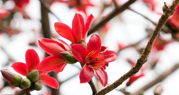 木棉花的花语与寓意（探究木棉花的深刻寓意）