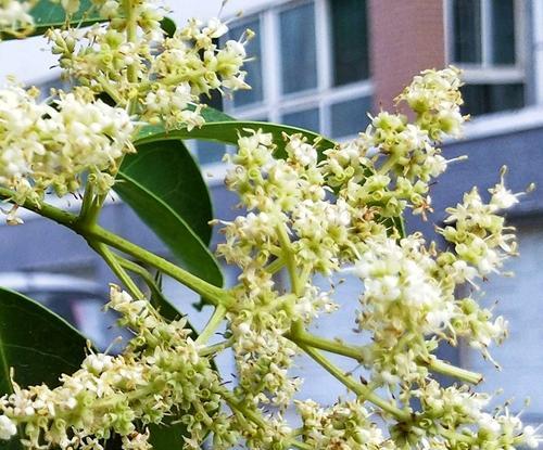 女贞花的花语与意义（解读女贞花的吉祥寓意）