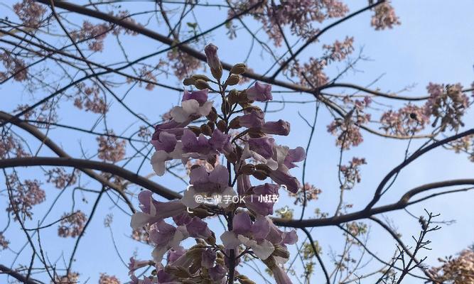 泡桐花的花语和寓意（以花开的美丽）