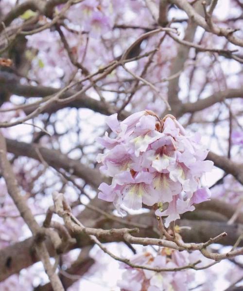 泡桐花的花语与寓意（探寻泡桐花的美丽与象征）