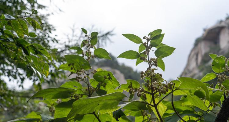 泡桐花语与传说（探秘泡桐花的花语与神话传说）