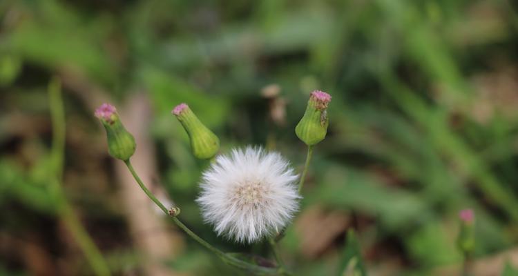 蒲公英的花语与寓意——坚韧不拔的希望（探寻蒲公英的花语）