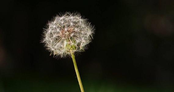 蒲公英花语与寓意（深入解读蒲公英的象征意义）