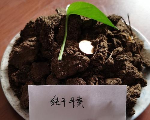 牛粪肥料对植物生长的影响（适合种植哪些植物）