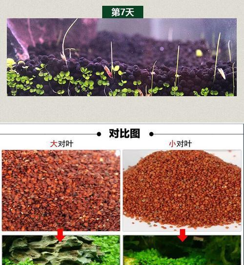 牛毛草种子的获取与保存（牛毛草种子的种植方法与特点）