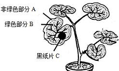 牛奶浇天竺葵的正确方法（用牛奶让天竺葵更健康）