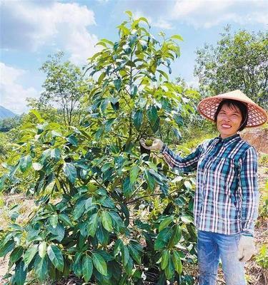 牛油果嫁接技术掌握多年，结果喜人（探究牛油果嫁接技术的优势与方法）