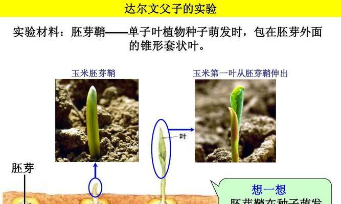 牛油果种子的种植方法（简单易学的种植技巧）