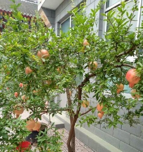 农家小院里的花卉植物选择（打造美丽田园风景）