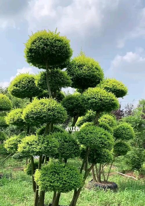 女贞的种植与养护（在家中的院子里也能种出美丽的女贞）