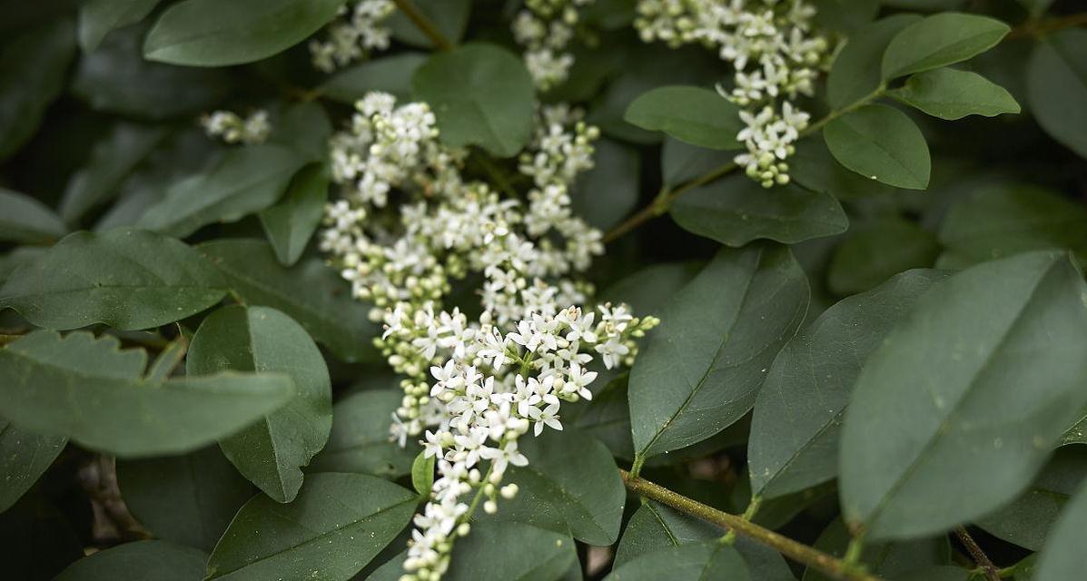 女贞花序类型及特点——顶生圆锥花序