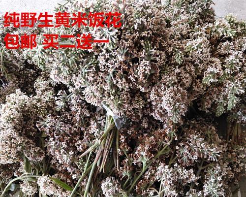 糯米收获季节的到来（糯米的成熟和上市时间表）