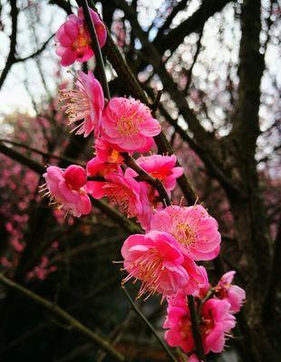 冬天的梅花（冬天中的梅花与人生的奋斗）