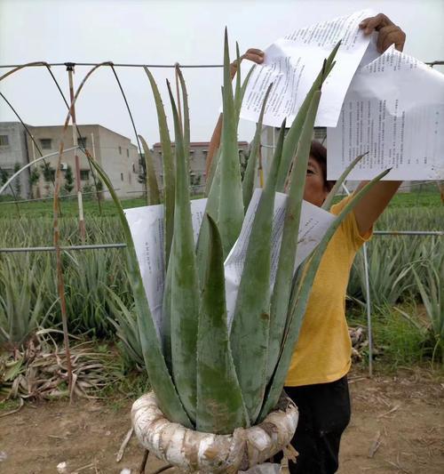 芦荟多肉的花语之魅力绽放（揭示芦荟多肉的15个花语）