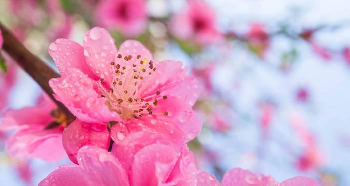 粉色梅花的花语——传递温柔与希望（一朵花）