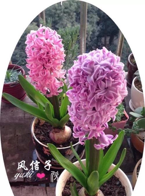 风信子（揭开风信子的花语之谜）