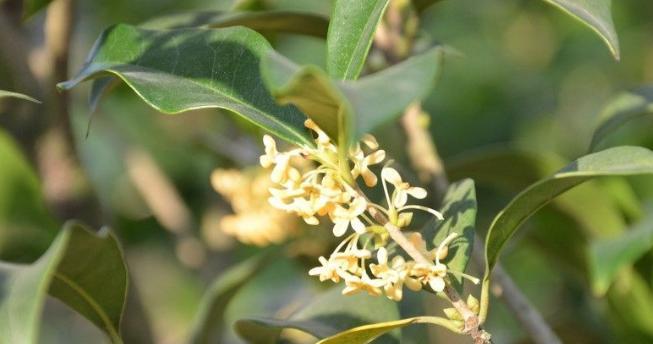 桂花花语——寄情思念（芬芳四溢的桂花）