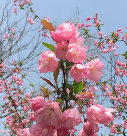 海棠花格寓意的探索（美丽与坚韧并存的花朵——海棠花格寓意解析）