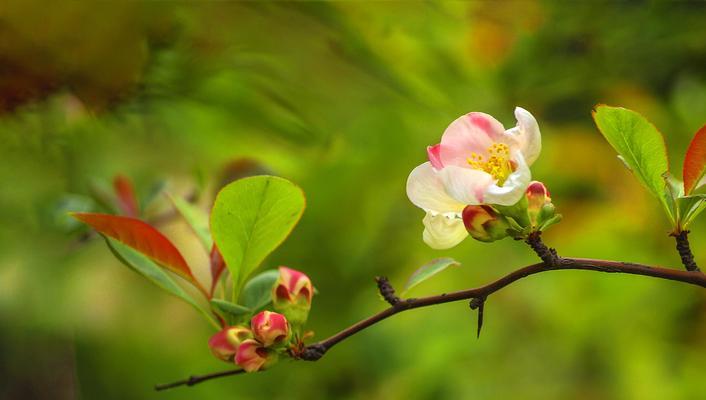 海棠花的花语及象征意义（探寻海棠花的美丽与内涵）