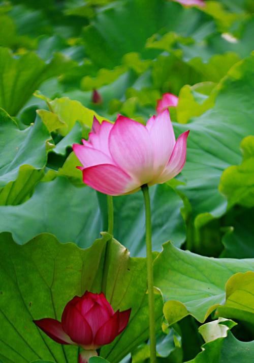 荷花花语与意义（探寻荷花的深层意义）