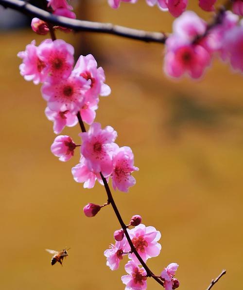 梅花的花语及象征意义（梅花的美丽与坚韧）