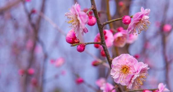 梅花的品质与象征（探寻梅花所具有的坚韧品质与美丽象征）