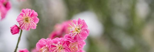 梅花（探寻梅花的文化寓意与美学魅力）