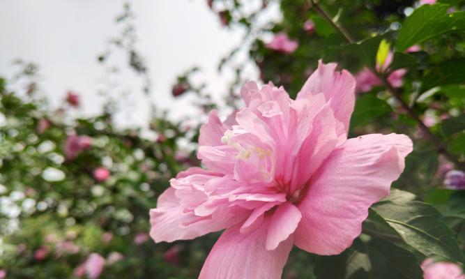 木槿花花语（探寻木槿花的寓意与象征）