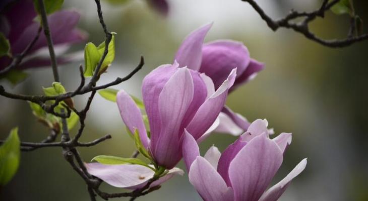 花开纯洁，友谊长存（探寻代表纯洁友谊的花——白玫瑰）