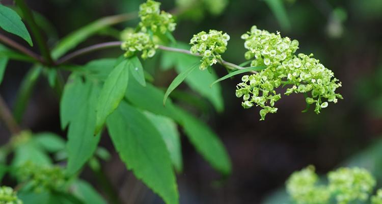 植物中的奉献精神（探寻那些无私的植物）