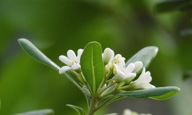 和平之花（探寻代表和平的植物）