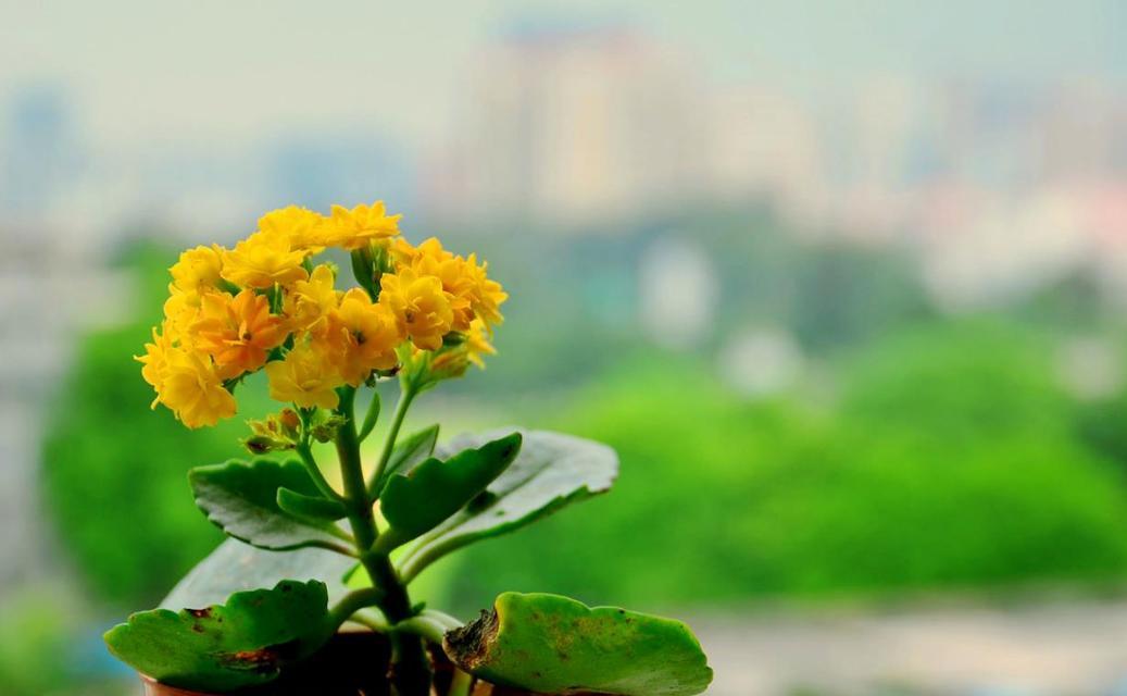 代表健康快乐的花（花卉的健康功效及其心理作用）