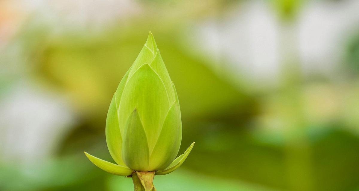 清廉之道（探秘净化心灵的植物奇观）