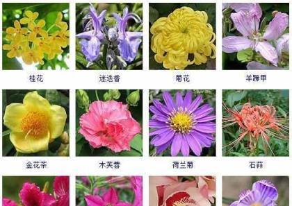 秋季花卉之美：探索秋季代表植物的魅力