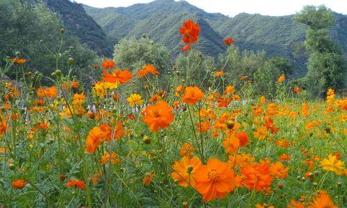 用花语表达深厚的兄妹情谊（用花语表达深厚的兄妹情谊）