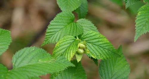 带麻字的植物大全（探秘草原上的麻草）