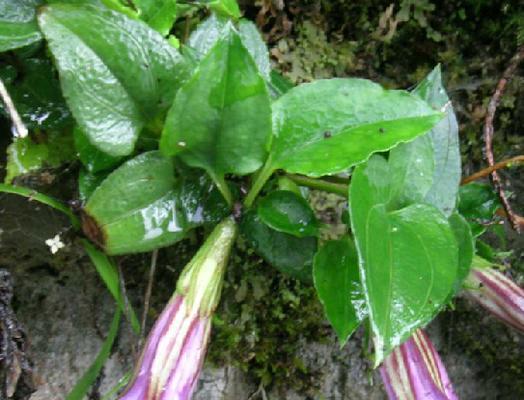 胆黄草的神奇功效（草中“灵芝”——胆黄草的全面健康益处）