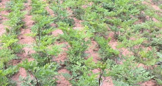 当归种植时间与生长周期的研究——探索合理种植策略（影响当归生长的因素及调控）