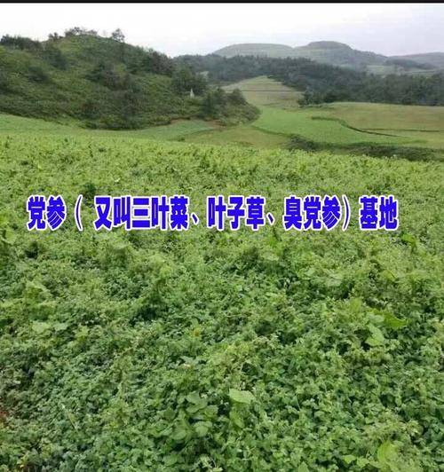 党参种植地选择与技巧（探究党参最适宜的生长环境和种植方法）