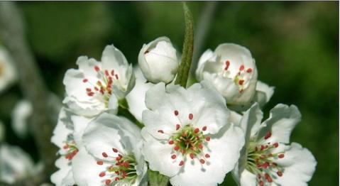 梨花花语与代表意义（梨花）