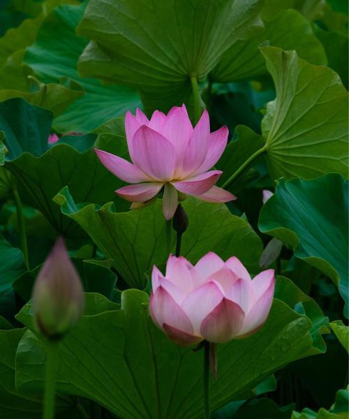 莲花的寓意和象征风水（探寻莲花的福报与吉祥）