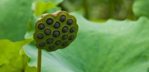 莲子的象征与寓意（深入探索莲子所蕴含的文化和哲学意义）